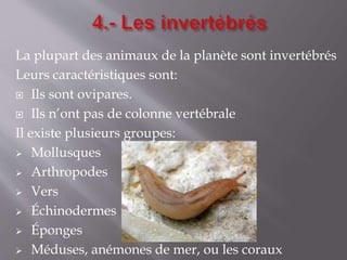 La plupart des animaux de la planète sont invertébrés
Leurs caractéristiques sont:
 Ils sont ovipares.
 Ils n’ont pas de colonne vertébrale
Il existe plusieurs groupes:
 Mollusques
 Arthropodes
 Vers
 Échinodermes
 Éponges
 Méduses, anémones de mer, ou les coraux
 