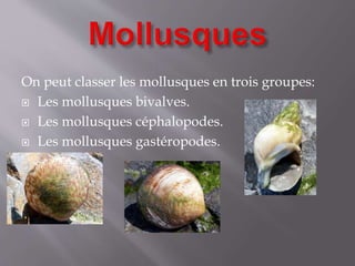 On peut classer les mollusques en trois groupes:
 Les mollusques bivalves.
 Les mollusques céphalopodes.
 Les mollusques gastéropodes.
 