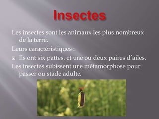 Les insectes sont les animaux les plus nombreux
de la terre.
Leurs caractéristiques :
 Ils ont six pattes, et une ou deux paires d’ailes.
Les insectes subissent une métamorphose pour
passer ou stade adulte.
 