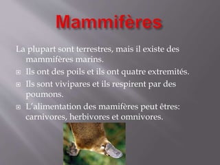 La plupart sont terrestres, mais il existe des
mammifères marins.
 Ils ont des poils et ils ont quatre extremités.
 Ils sont vivipares et ils respirent par des
poumons.
 L’alimentation des mamifères peut êtres:
carnivores, herbivores et omnivores.
 