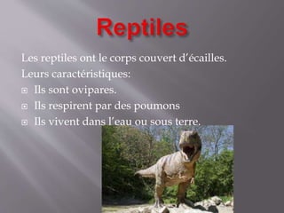 Les reptiles ont le corps couvert d’écailles.
Leurs caractéristiques:
 Ils sont ovipares.
 Ils respirent par des poumons
 Ils vivent dans l’eau ou sous terre.
 