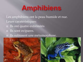 Les amphibiens ont la peau humide et nue.
Leurs caratéristiques:
 Ils ont quatre extrémités
 Ils sont ovipares.
 Ils subissent une métamorphose.
 