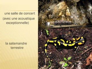 une salle de concert
(avec une acoustique
exceptionnelle)
la salamandre
terrestre
 
