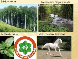 Bükk = Hêtre
feuille de hêtre
La cascade Fátyol dans la
vallée de Szalajka
des chevaux lipizzans
 