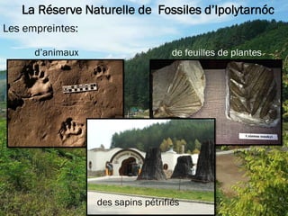 La Réserve Naturelle de Fossiles d’Ipolytarnóc
Les empreintes:
d’animaux de feuilles de plantes
des sapins pétrifiés
 