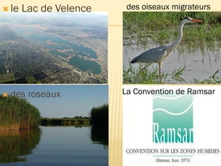  le Lac de Velence
 des roseaux
des oiseaux migrateurs
La Convention de Ramsar
 