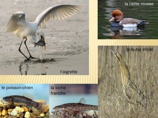 le poisson-chien
la nette rousse
le butor étoilé
la loche
franche
l’aigrette
 