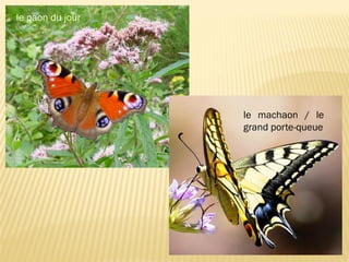 le paon du jour
le machaon / le
grand porte-queue
 
