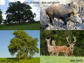 des chênes
des peupliers
des sangliers
des cerfs
 