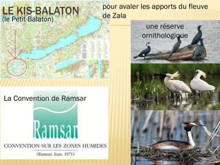 LE KIS-BALATON
(le Petit-Balaton)
La Convention de Ramsar
une réserve
ornithologique
pour avaler les apports du fleuve
de Zala
 