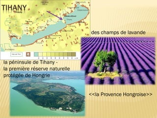 la péninsule de Tihany -
la première réserve naturelle
protégée de Hongrie
des champs de lavande
<<la Provence Hongroise>>
TIHANY
 