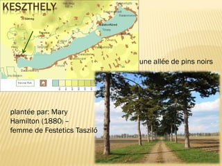 KESZTHELY
une allée de pins noirs
plantée par: Mary
Hamilton (1880) –
femme de Festetics Tasziló
 