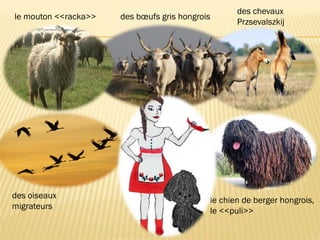 des oiseaux
migrateurs
le mouton <<racka>>
le chien de berger hongrois,
le <<puli>>
des bœufs gris hongrois
des chevaux
Przsevalszkij
 