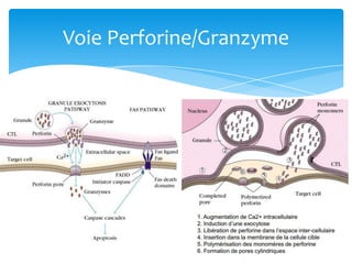 Perforine Les études moléculaires de la cascade apoptotique | PPTX