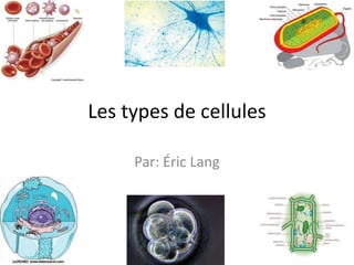 Les types de cellules  Par: ÉricLang  