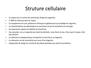 Struture cellulaireLe noyau est un centre de control qui dirige les organites. L’ ADN se retrouve dans le noyau.Le cytoplasme est une substance chimique et gélatineuse qui protège les organite.Le mitochondries qui décompose la nourriture et qui le transforme en énergie.Les lysosomes sépare les déchet et nourriture.Les vacuoles  est un organite qui stock les déchets, nourriture et eau.Pour que le noyau n’est plus besoin.Le réticulum endoplasmique transporte la nourriture au organite.Le ribosome est de la protéine qui nourrit les organite.L’appareille de Golgi est constitué de petite pochette qui stock les protéines. 