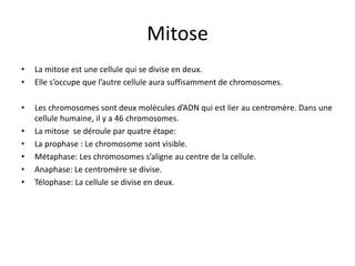 MitoseLa mitose est une cellule qui se divise en deux.Elle s’occupe que l’autre cellule aura suffisamment de chromosomes.Les chromosomes sont deux molécules d’ADN qui est lier au centromère. Dans une cellule humaine, il y a 46 chromosomes.La mitose  se déroule par quatre étape:La prophase : Le chromosome sont visible.Métaphase: Les chromosomes s’aligne au centre de la cellule.Anaphase: Le centromère se divise.Télophase: La cellule se divise en deux.