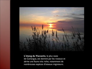 L'étang du Vaccarès, le plus vaste
de Camargue, est dominé par les roseaux et
abrite une faune très riche, notamment de
nombreuses espèces d'oiseaux migrateurs.
 
