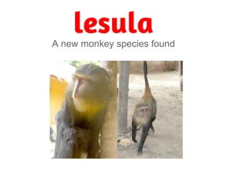 lesula
A new monkey species found
 