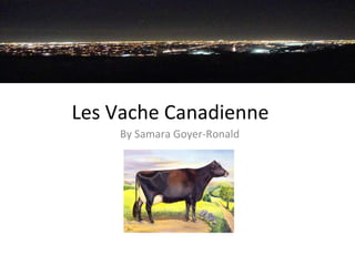 Les Vache Canadienne By Samara Goyer-Ronald 