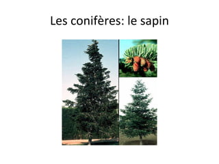 Les conifères: le sapin 