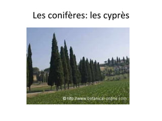 Les conifères: les cyprès 