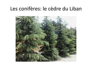 Les conifères: le cèdre du Liban 