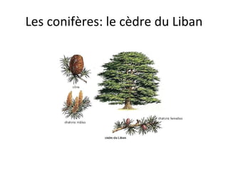 Les conifères: le cèdre du Liban 