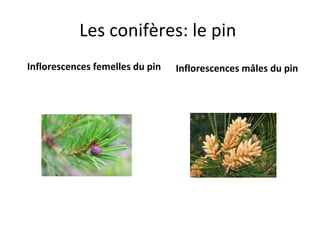 Les conifères: le pin  Inflorescences femelles du pin Inflorescences mâles du pin 