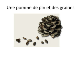 Une pomme de pin et des graines 