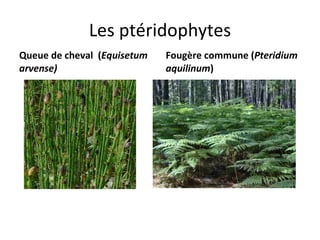 Les ptéridophytes Queue de cheval  ( Equisetum arvense) Fougère commune ( Pteridium aquilinum ) 