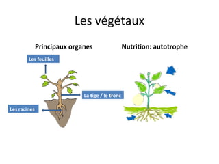 Les végétaux Principaux organes Nutrition: autotrophe Les feuilles Les racines La tige / le tronc 