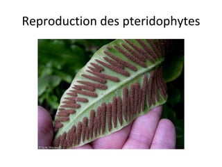 Reproduction des pteridophytes 