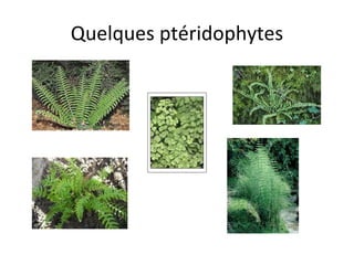 Quelques ptéridophytes 