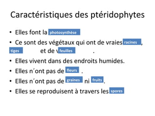 Caractéristiques des ptéridophytes Elles font la Ce sont des végétaux qui ont de vraies  ,  et de vraies  . Elles vivent dans des endroits humides. Elles n´ont pas de  . Elles n´ont pas de  ni  . Elles se reproduisent à travers les  photosynthèse racines tiges feuilles fleurs graines fruits spores 