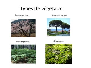 Types de végétaux Angyospermes Gymnospermes Ptéridophytes Briophytes 
