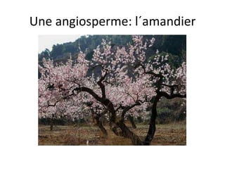 Une angiosperme: l´amandier 