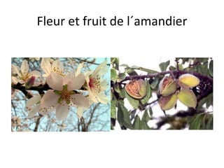 Fleur et fruit de l´amandier 