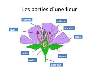 Les parties d´une fleur Style pétale stigmate anthère étamine sépale pédoncule ovaire ovules 