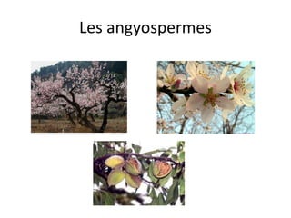 Les angyospermes 