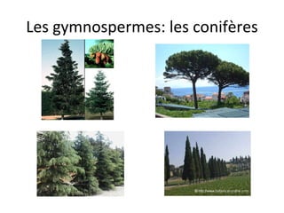 Les gymnospermes: les conifères 