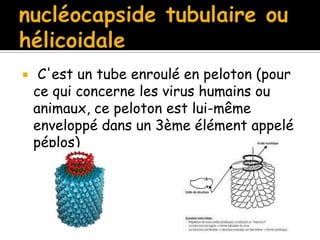 

C'est un tube enroulé en peloton (pour
ce qui concerne les virus humains ou
animaux, ce peloton est lui-même
enveloppé dans un 3ème élément appelé
péplos)

 