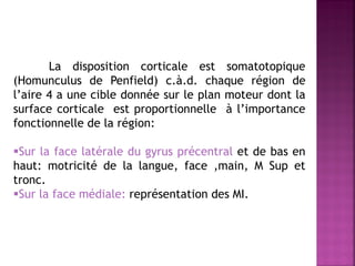 La disposition corticale est somatotopique
(Homunculus de Penfield) c.à.d. chaque région de
l’aire 4 a une cible donnée sur le plan moteur dont la
surface corticale est proportionnelle à l’importance
fonctionnelle de la région:
Sur la face latérale du gyrus précentral et de bas en
haut: motricité de la langue, face ,main, M Sup et
tronc.
Sur la face médiale: représentation des MI.

 
