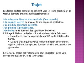 Trajet
Les fibres cortico-spinales se dirigent vers le Tronc cérébral et la
Moelle épinière traversant successivement :
La substance blanche sous corticale (Centre ovale)
La capsule interne au niveau de son segment postérieur.
Le pied du pédoncule cérébral.
Le pied de la protubérance.
Le bulbe: elles forment les pyramides bulbaires
à l’étage inférieur du bulbe s’individualisent deux faisceaux:
• L’un direct : qui ne représente qu’1/5 de la totalité des
fibres.
• L’autre croisé qui traverse le sillon médian antérieur et
rejoint l’hémibulbe opposé, formant ainsi la décussation des
pyramides .

Ce faisceau croisé est l’élément le plus important de la voie
cortico-médullaire (4/5 de la totalité)

 