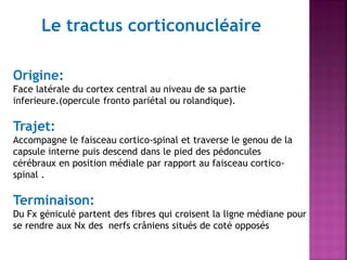 Le tractus corticonucléaire
Origine:
Face latérale du cortex central au niveau de sa partie
inferieure.(opercule fronto pariétal ou rolandique).

Trajet:
Accompagne le faisceau cortico-spinal et traverse le genou de la
capsule interne puis descend dans le pied des pédoncules
cérébraux en position médiale par rapport au faisceau corticospinal .

Terminaison:
Du Fx géniculé partent des fibres qui croisent la ligne médiane pour
se rendre aux Nx des nerfs crâniens situés de coté opposés

 