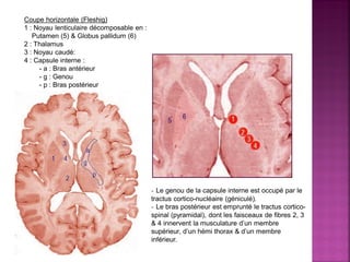 Coupe horizontale (Fleshig)
1 : Noyau lenticulaire décomposable en :
Putamen (5) & Globus pallidum (6)
2 : Thalamus
3 : Noyau caudé:
4 : Capsule interne :
- a : Bras antérieur
- g : Genou
- p : Bras postérieur

- Le genou de la capsule interne est occupé par le
tractus cortico-nucléaire (géniculé).
- Le bras postérieur est emprunté le tractus corticospinal (pyramidal), dont les faisceaux de fibres 2, 3
& 4 innervent la musculature d’un membre
supérieur, d’un hémi thorax & d’un membre
inférieur.

 
