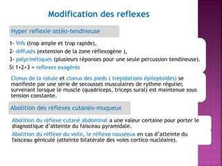 Modification des reflexes
Hyper reflexie ostéo-tendineuse
1- Vifs (trop ample et trop rapide),
2- diffusés (extension de la zone réflexogène ),
3- polycinétiques (plusieurs réponses pour une seule percussion tendineuse).
Si 1+2+3 = reflexes exagérés
Clonus de la rotule et clonus des pieds ( trépidations épileptoïdes) se
manifeste par une série de secousses musculaires de rythme régulier,
survenant lorsque le muscle (quadriceps, triceps sural) est maintenue sous
tension constante.

Abolition des réflexes cutanéo-muqueux
Abolition du réflexe cutané abdominal a une valeur certaine pour porter le
diagnostique d’atteinte du faisceau pyramidale.
Abolition du réflexe du voile, le réflexe nauséeux en cas d’atteinte du
faisceau géniculé (atteinte bilatérale des voies cortico-nucléaire).

 