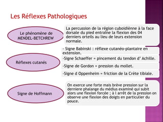 Les Réflexes Pathologiques
Le phénomène de
MENDEL-BETCHREW

Réflexes cutanés

La percussion de la région cuboidiènne à la face
dorsale du pied entraîne la flexion des 04
derniers orteils au lieu de leurs extension
normale.
- Signe Babinski : réflexe cutanéo-plantaire en
extension.
-Signe Schaeffer = pincement du tendon d’ Achille.
-Signe de Gordon = pression du mollet.

-Signe d Oppenheim = friction de la Crète tibiale.

Signe de Hoffmann

.

On exerce une forte mais brève pression sur la
derniere phalange du médius examiné qui subit
alors une flexion forcée ; à l arrêt de la pression on
observe une flexion des doigts en particulier du
pouce.

 