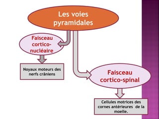 Les voies
pyramidales
Faisceau
corticonucléaire

Noyaux moteurs des
nerfs crâniens

Faisceau
cortico-spinal

Cellules motrices des
cornes antérieures de la
moelle.

 