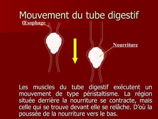 Mouvement du tube digestif Les muscles du tube digestif exécutent un mouvement de type péristaltisme. La région située derrière la nourriture se contracte, mais celle qui se trouve devant elle se relâche. D’où la poussée de la nourriture vers le bas. Nourriture Œsophage 